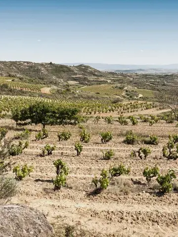 La bodega