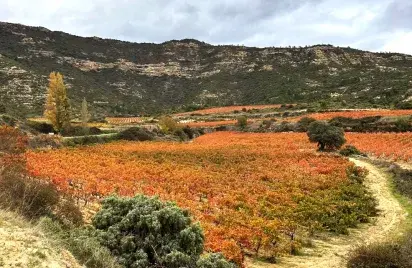 Conde de los andes en otoño